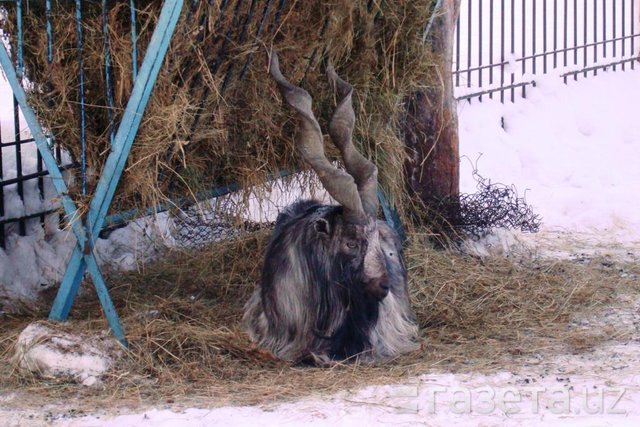 Новосибирский зоопарк фото всех животных с подписью