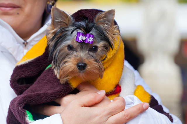 Фото: Asia Dog Show 2015 халқаро итлар кўргазмаси