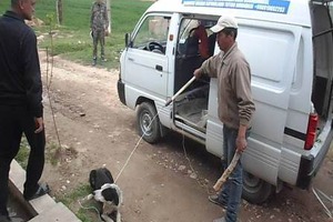 От укусов беспризорной собаки пострадали семь человек