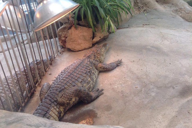 Crocodile dies at Tashkent zoo