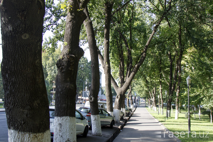 Деревья в узбекистане фото