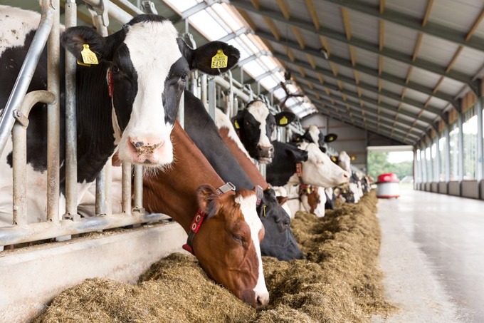 O‘zbekistonda Niderlandiya agrotexnologiyalar markazi ochiladi