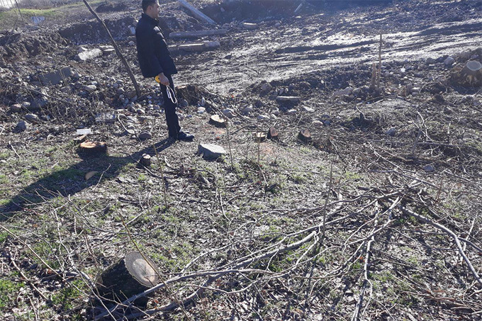 Toshkent viloyatida qariyb 200 ta daraxt noqonuniy kesib tashlandi