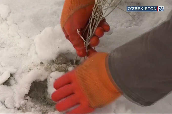 Orolning qurigan tubida 500 ming gektarlik saksovulzor barpo etiladi