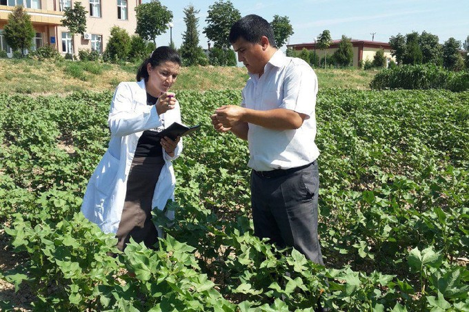 «Порлоқ» туркумидаги янги пахта навлари ҳосилга кирди