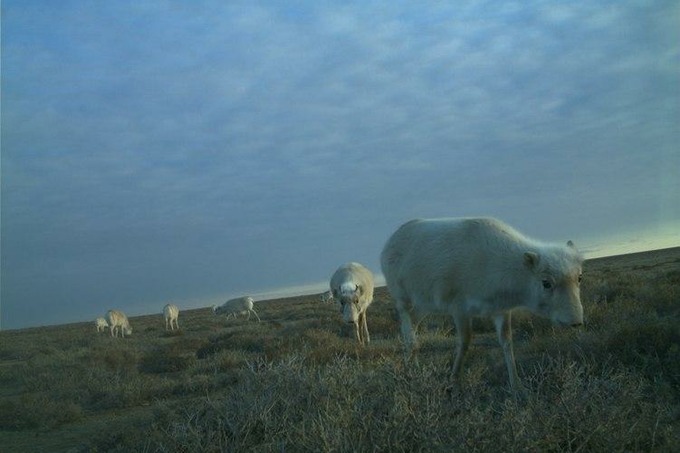 Сайгаки попали в фотоловушку