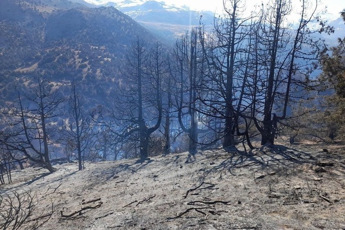 Фото: В лесхозе в Кашкадарье сгорели почти 600 деревьев