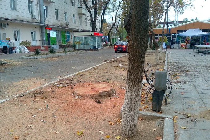 Чинара на улице Гагарина в Ташкенте была срублена незаконно — Госкомэкологии