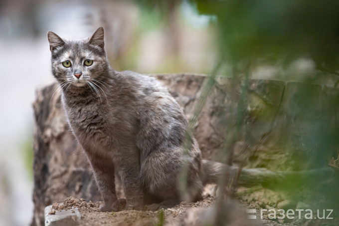 Viloyatlarda faoliyat ko‘rsatuvchi veterinarlar uysiz hayvonlarni bichishga o‘qitiladi