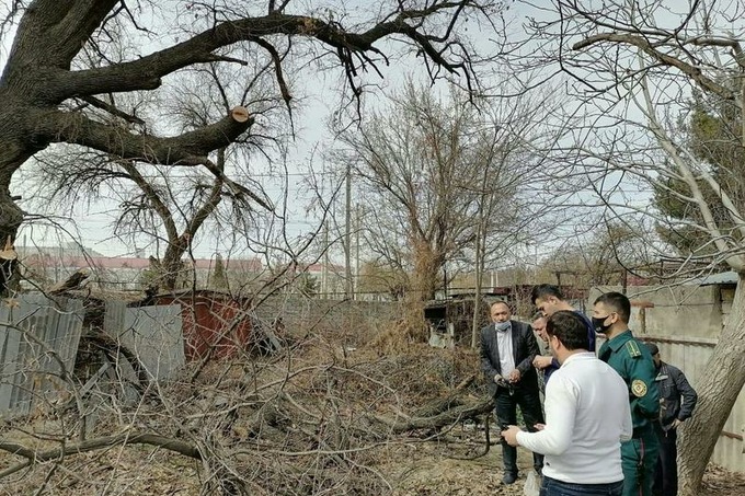 В Ташкенте остановили вырубку векового дуба