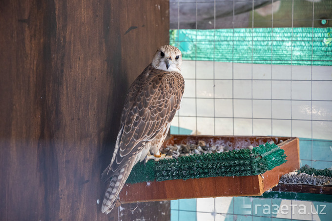 Сокол-балобан в питомнике Tugan Falconry Club. 