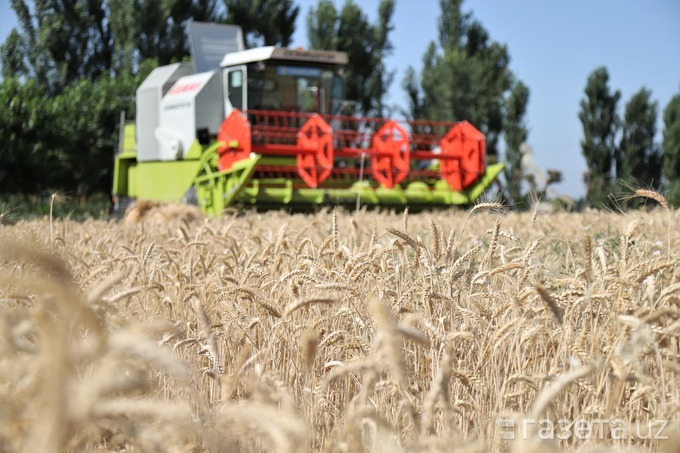 Государство начнёт закупать зерно по рыночным ценам