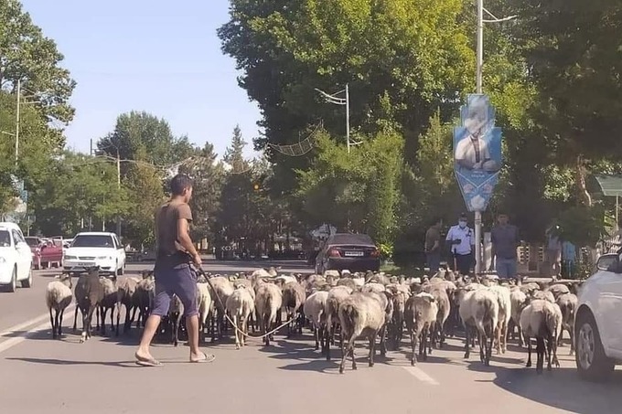 К зданию хокимията в Янгикургане пригнали стадо овец недовольного предпринимателя