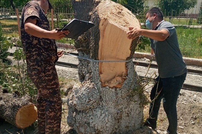 Ishtixonda 8 tup daraxtlarni o‘zboshimchalik bilan kesgan fuqarolarga 63,7 mln so‘m kompensatsiya belgilandi