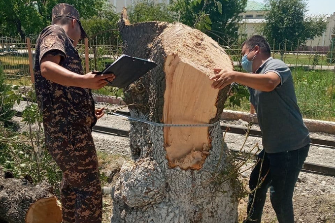 В Самарканде вырубили деревья ценных пород