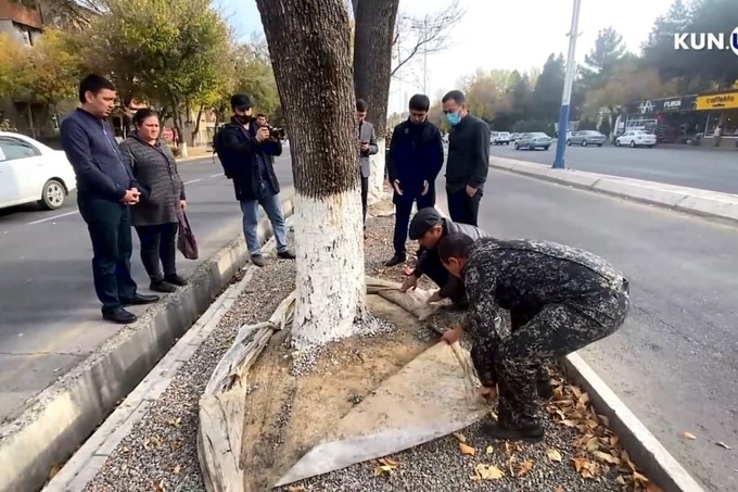 Toshkentda 55 ta daraxt tubi plyonka bilan qoplangani bois qurishni boshladi