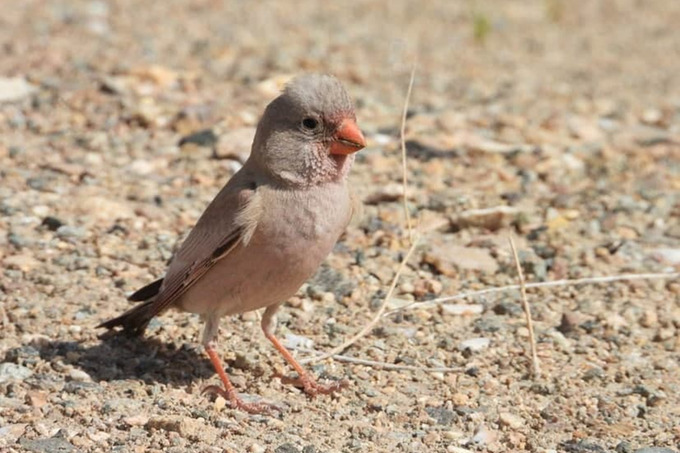 Trumpeter Finch Bucanetes githagineus