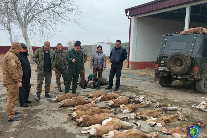 В Каракалпакстане браконьеры застрелили джейранов и диких кроликов