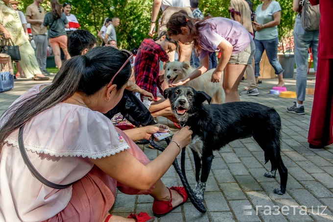 «Идёмте домой». Как прошёл первый Mehr Dogs Fest