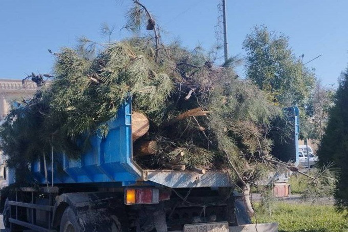 Самарқандда 5 туп элдор қарағайи ноқонуний кесилгани аниқланди