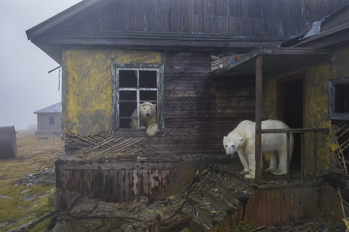 Wildlife Photographer of the Year 2022 fototanlovi g‘oliblari aniqlandi