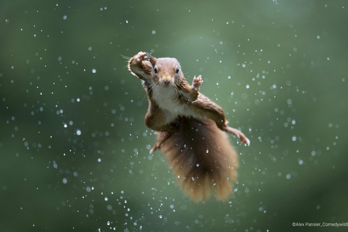 Comedy Wildlife Photography Awards 2022 fototanlovi g‘oliblari aniqlandi