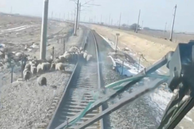 Video: Navoiyda Afrosiyob poyezdi qo‘ylar podasini urib ketdi