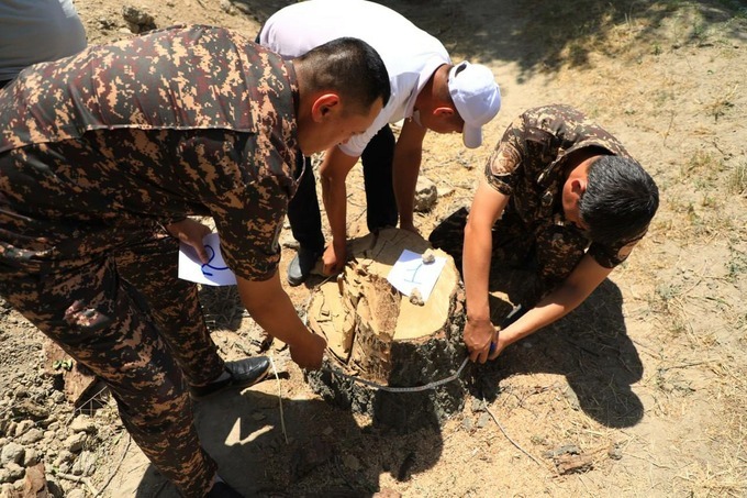 Samarqandda 9 tup qayrag‘och daraxtini kesganlarga jinoyat ishi qo‘zg‘atildi