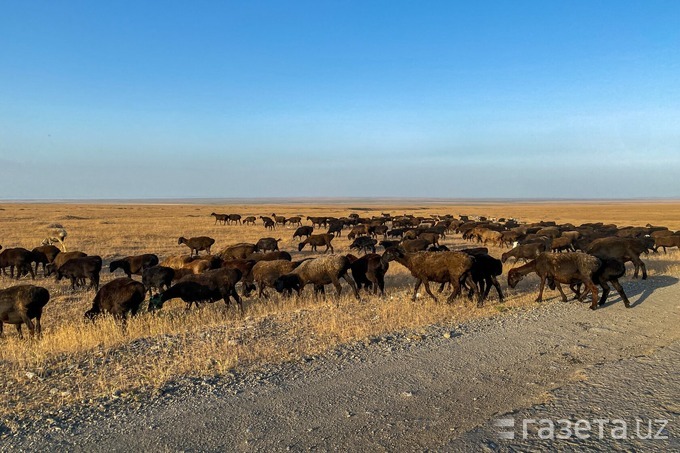 изменение климата, пастбища, перевыпас