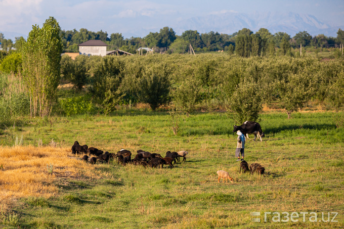 climate change, pastures, overgrazing