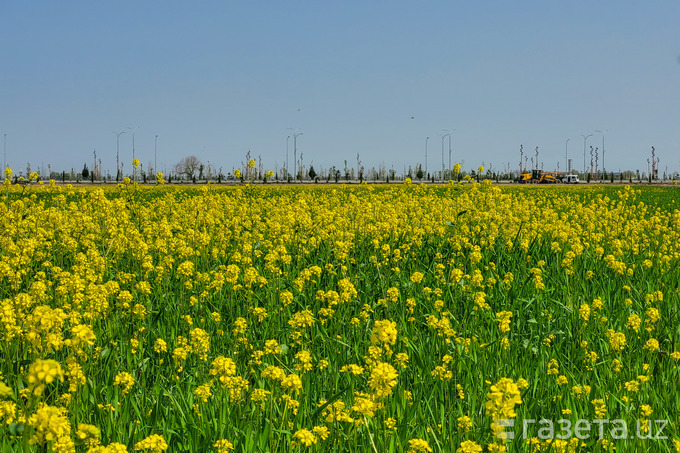 climate change, pastures, overgrazing