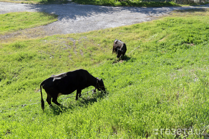 climate change, pastures, overgrazing