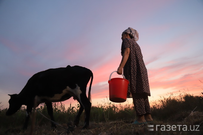 Qishloq xo‘jaligi hamda veterinariya va chorvachilik sohalarida institutlar tashkil etiladi