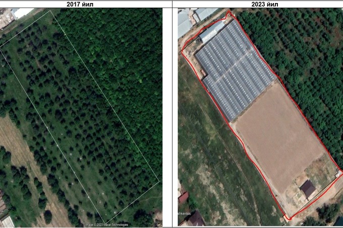 Тошкент туманида 85 туп қимматбаҳо навли ноёб ёнғоқ дарахти кесиб ташлангани аниқланди