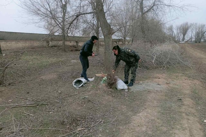 В Джизакской области сотрудник фермерского хозяйства вырубил 42 дерева