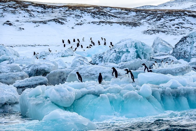 Antarktidada ilk bor parranda grippi aniqlandi