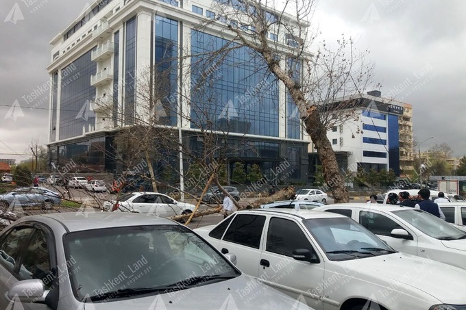 Kuchli shamol oqibatida Toshkent viloyatidagi 12,5 mingta iste’molchi elektrsiz qoldi