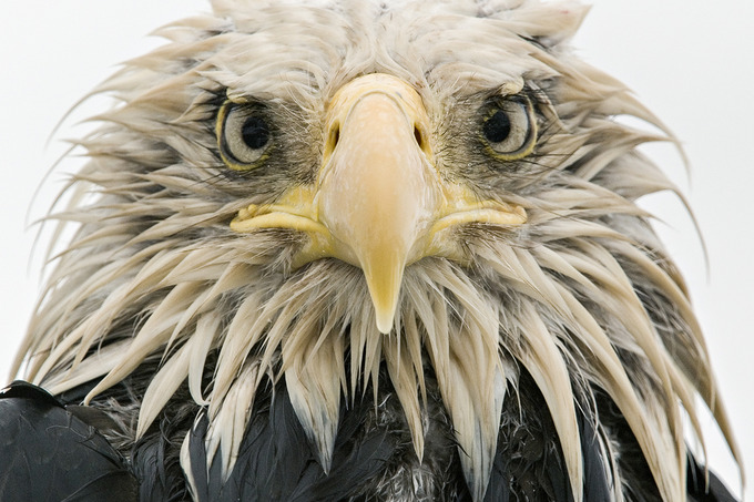 Открыт набор на образовательную программу Wildlife Photographer of the Year Academy