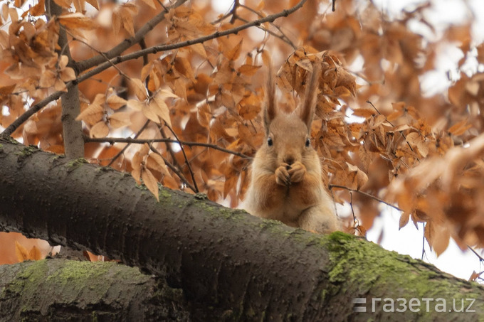 Foto: Toshkent Botanika bog‘idagi olmaxonlar