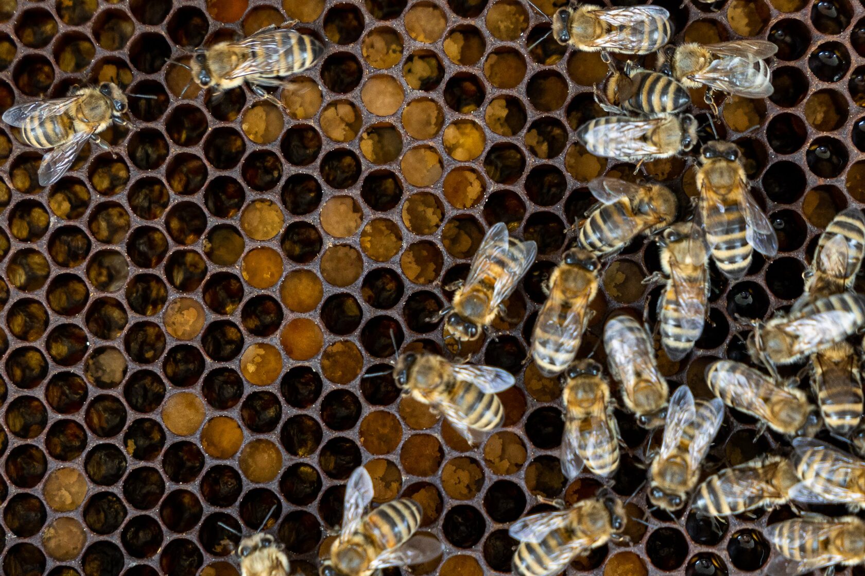 Научный подход к ульям: как ученый превратил пчел в доходное хобби